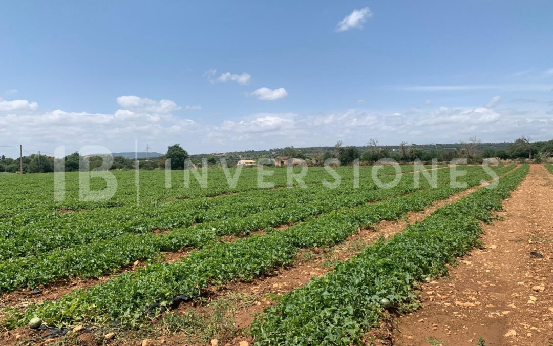 Terreno rústico en Bandris, Manacor – Venta